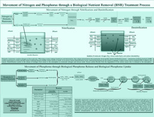 Poster 36×24, Movement of Nitrogen and Phosphorus through a Biological ...